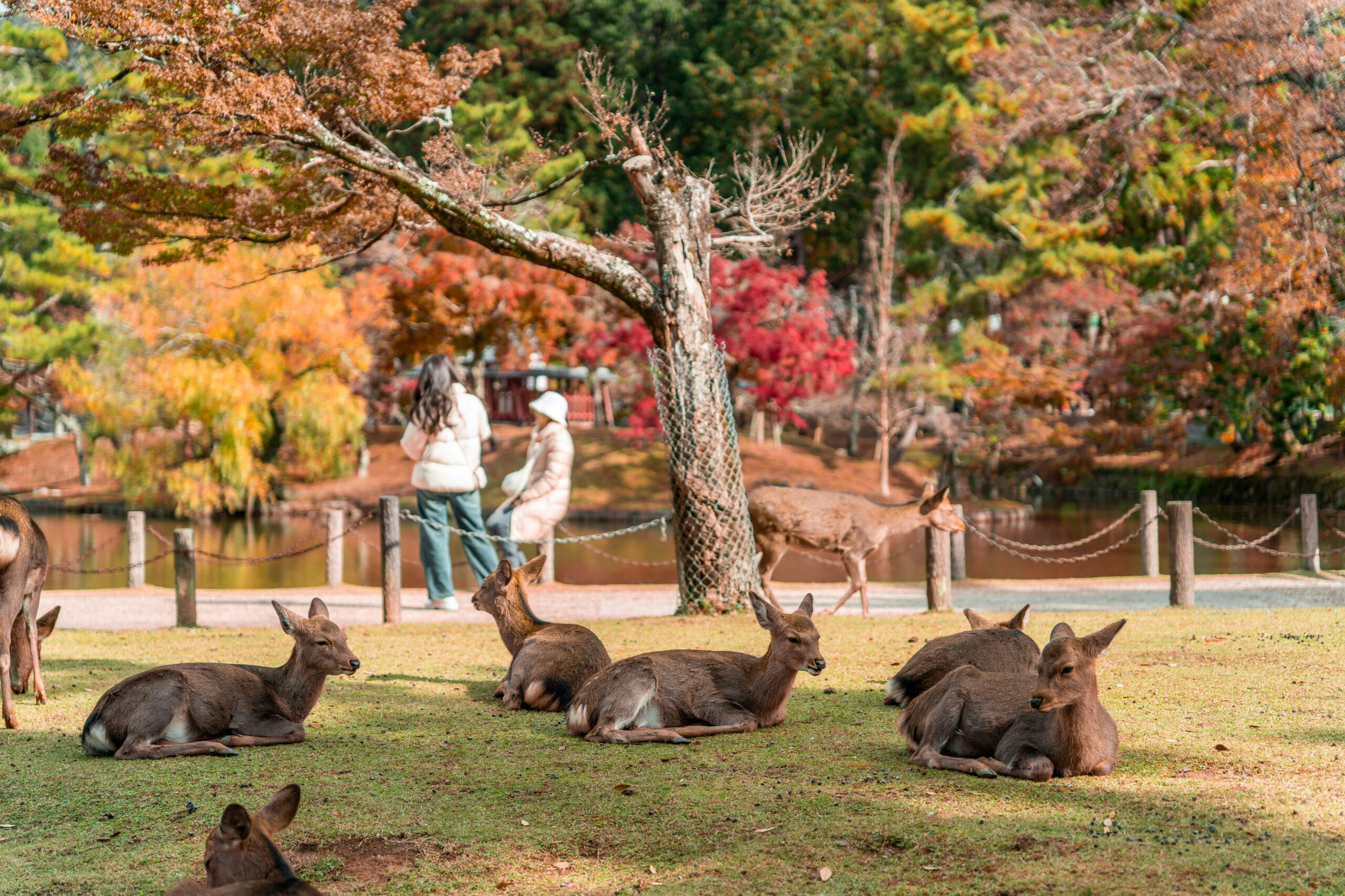 Deer in Nara Park - Nara Japan tourism and property area